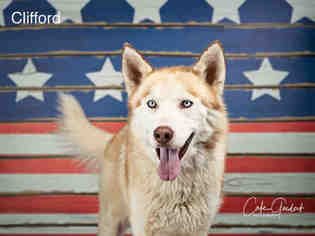 Alaskan Husky Dogs for adoption in Santa Fe, NM, USA