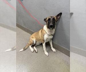 German Shepherd Dog-Unknown Mix Dogs for adoption in Las Vegas, NV, USA