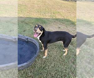 Medium Photo #2 Shepradors Puppy For Sale in Corpus Christi, TX, USA