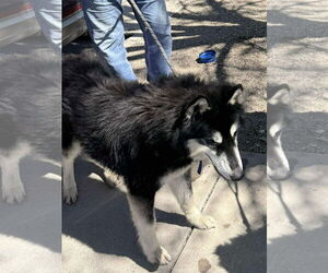 Siberian Husky Dogs for adoption in Cedar Crest, NM, USA