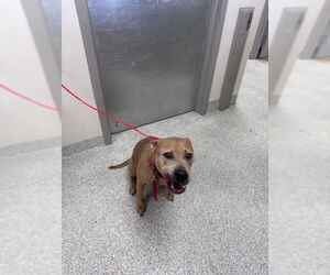 American Pit Bull Terrier Dogs for adoption in Pasadena, TX, USA