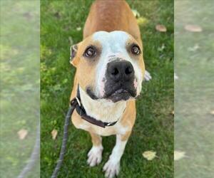 American Pit Bull Terrier-Unknown Mix Dogs for adoption in Woodland, CA, USA