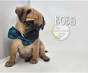 Medium Photo #3 Pug-Unknown Mix Puppy For Sale in Benton, LA, USA