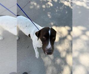 Labrador Retriever-Unknown Mix Dogs for adoption in Waco, TX, USA