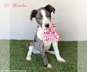 Catahoula Leopard Dog-Unknown Mix Dogs for adoption in San Diego, CA, USA
