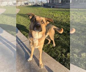 German Shepherd Dog-Unknown Mix Dogs for adoption in Elk Grove, CA, USA