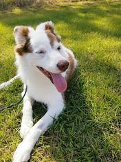 Australian Shepherd Dogs for adoption in Ontario, CA, USA