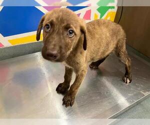 German Shepherd Dog Dogs for adoption in Baytown, TX, USA
