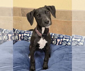 Mutt Dogs for adoption in Lakewood, CO, USA