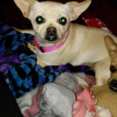 Medium Photo #1 Cheeks Puppy For Sale in Albuquerque, NM, USA