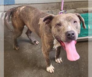 American Pit Bull Terrier Dogs for adoption in Camarillo, CA, USA