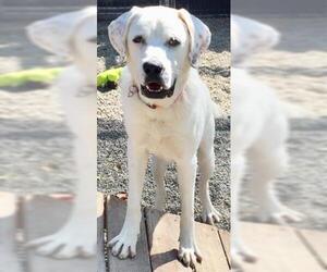 Boxador Dogs for adoption in Frisco, CO, USA