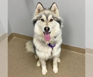 Siberian Husky Dogs for adoption in Aurora, CO, USA
