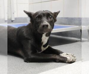 Mutt Dogs for adoption in San Antonio, TX, USA