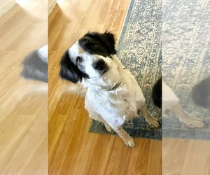 Australian Shepherd-Great Pyrenees Mix Dogs for adoption in Dallas, TX, USA