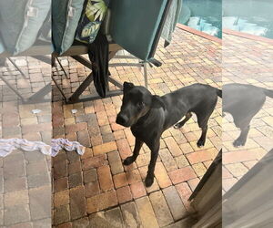 Labrador Retriever-Unknown Mix Dogs for adoption in Miami, FL, USA