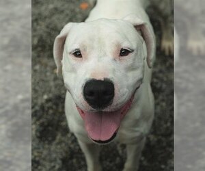 Dogo Argentino Dogs for adoption in Woodland, CA, USA