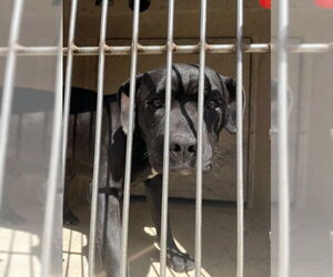 American Staffordshire Terrier-Unknown Mix Dogs for adoption in Oklahoma City, OK, USA