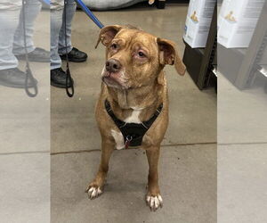 Mutt Dogs for adoption in Crystal, MN, USA