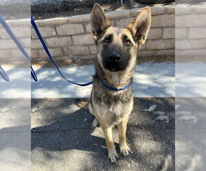 German Shepherd Dog Dogs for adoption in Big Bear City, CA, USA