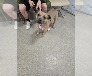 Mutt Dogs for adoption in Louisville, KY, USA