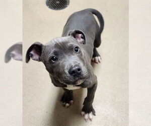 American Pit Bull Terrier Dogs for adoption in Decatur, IL, USA