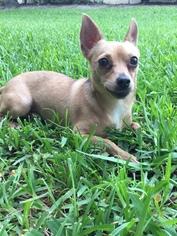 Medium Photo #1 Chihuahua Puppy For Sale in Royal Palm Beach, FL, USA