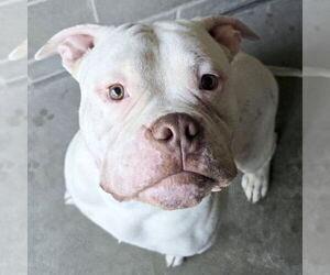 American Bulldog-Unknown Mix Dogs for adoption in Jefferson, WI, USA