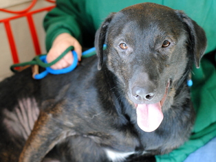 Shepradors Dogs for adoption in Anniston, AL, USA
