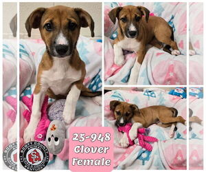 Mutt Dogs for adoption in Georgetown, KY, USA