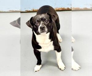 Chihuahua-Unknown Mix Dogs for adoption in Pittsburgh, PA, USA