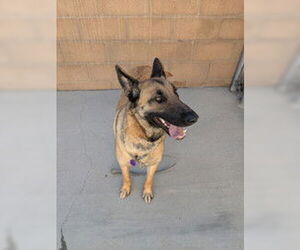 Mutt Dogs for adoption in Salinas, CA, USA