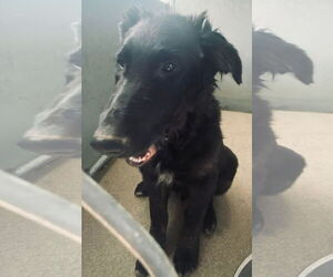 Labrador Retriever-Unknown Mix Dogs for adoption in San Diego, CA, USA