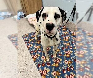 Dalmatian Dogs for adoption in Brighton, CO, USA