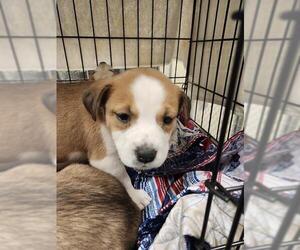 American Pit Bull Terrier Dogs for adoption in Ocala, FL, USA