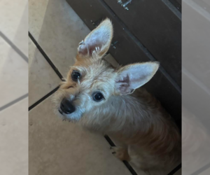 Mutt Dogs for adoption in Cranston, RI, USA