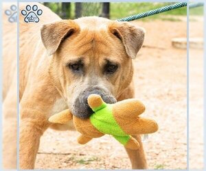 Mastiff Dogs for adoption in Sugar Land, TX, USA