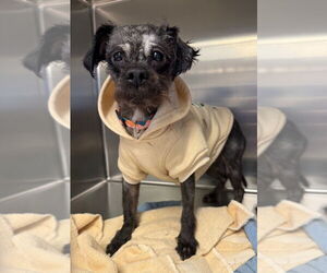 Shih Tzu Dogs for adoption in Gloversville, NY, USA