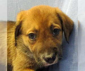 Border-Aussie Dogs for adoption in Fayetteville, TN, USA