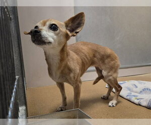 Chihuahua-Unknown Mix Dogs for adoption in Martinez, CA, USA