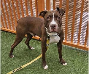 American Pit Bull Terrier-Unknown Mix Dogs for adoption in Las Vegas, NV, USA