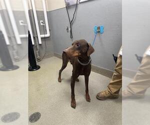 Doberman Pinscher-Unknown Mix Dogs for adoption in Las Vegas, NV, USA