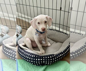 Cheagle Dogs for adoption in Holly Springs, NC, USA