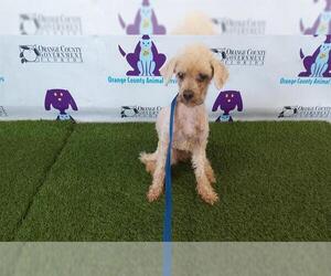 Poodle (Miniature) Dogs for adoption in Orlando, FL, USA