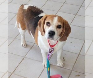 Beagle Dogs for adoption in Las Vegas, NV, USA