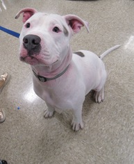 Medium Photo #1 American Pit Bull Terrier-Dogo Argentino Mix Puppy For Sale in Von Ormy, TX, USA