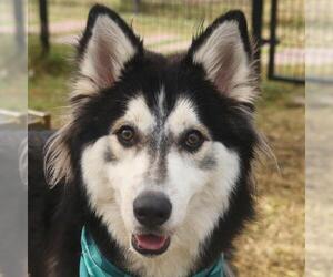Alaskan Malamute Dogs for adoption in San Antonio, TX, USA