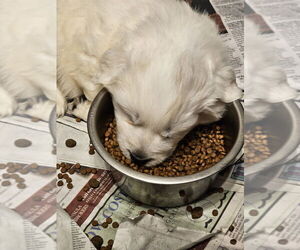 Great Pyrenees-Unknown Mix Dogs for adoption in Pacifica, CA, USA