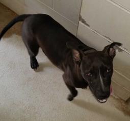 American Pit Bull Terrier-Unknown Mix Dogs for adoption in Brunswick, GA, USA