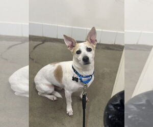 Chi-Corgi Dogs for adoption in Rockaway, NJ, USA